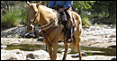 Trailride Tucson