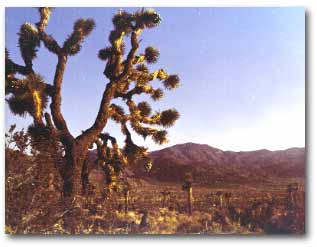 Mojave Desert, California