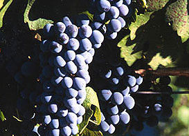 Beringer Vineyards