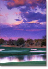 Desert Willow - Mountain View