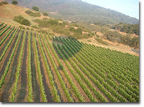 Napa Valley Drifters Photo
