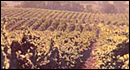 Sebastiani Vineyards & Winery
