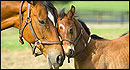 St. Bernard Lodge - Stables and Boarding