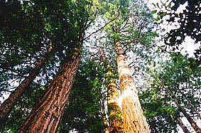Redwoods RV Resort