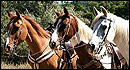 Triple Creek Horse Outfit