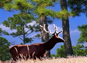 Uvas Pines RV Park