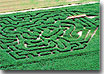 Lattin Farms/Nevada Maze