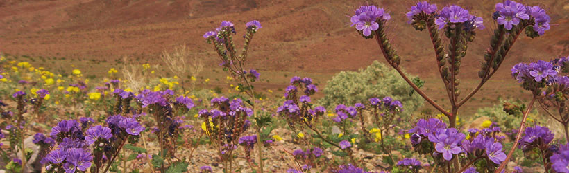 Desert Hues