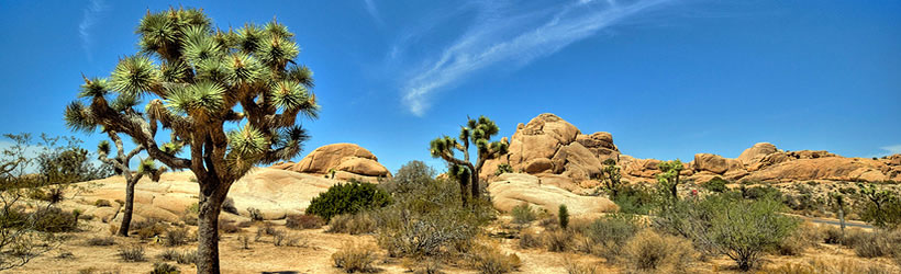 Stunning Desert Scene
