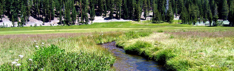 Summer Meadow