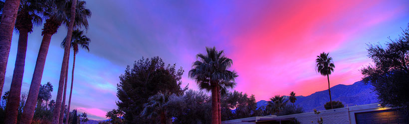 Palms in Winter