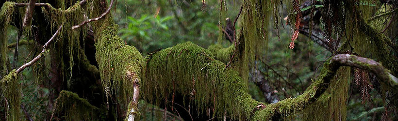 Lush and Green