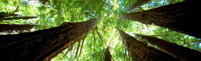 Stunning Redwoods