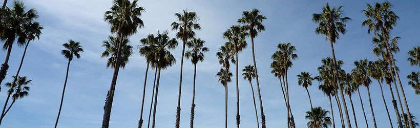 Towering Palm Trees