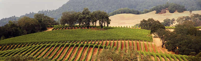 World-Class Vineyards