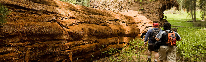 Sequoia National Park