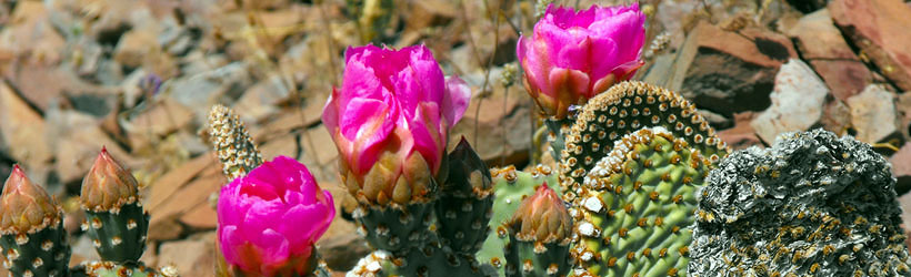 Desert Beauty