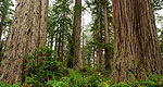 Redwood NP