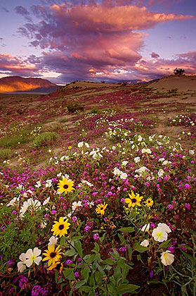 Anza Borrego State Park