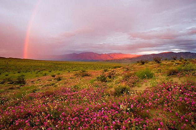 Anza Borrego