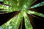 Stunning Redwoods