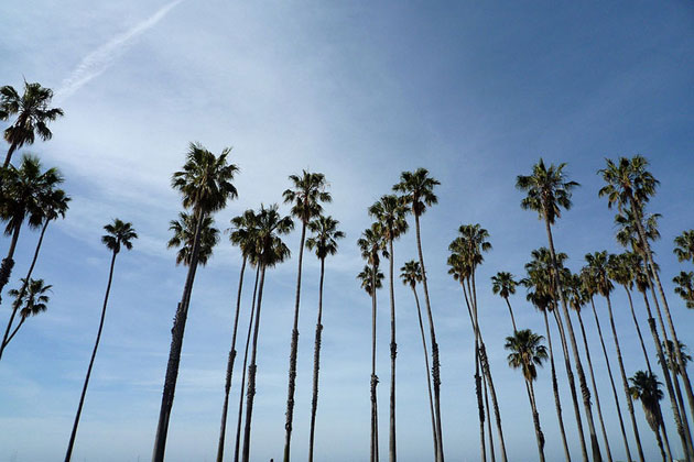 Towering Palm Trees