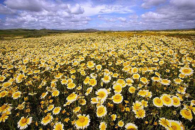 Carrizo Plain National Monument