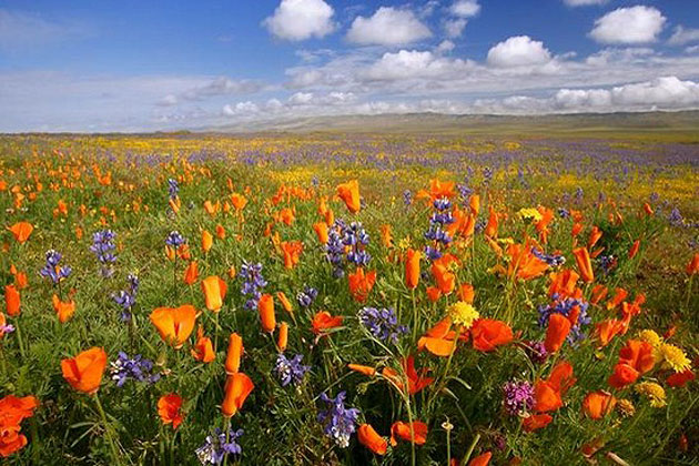 Carrizo Plain National Monument