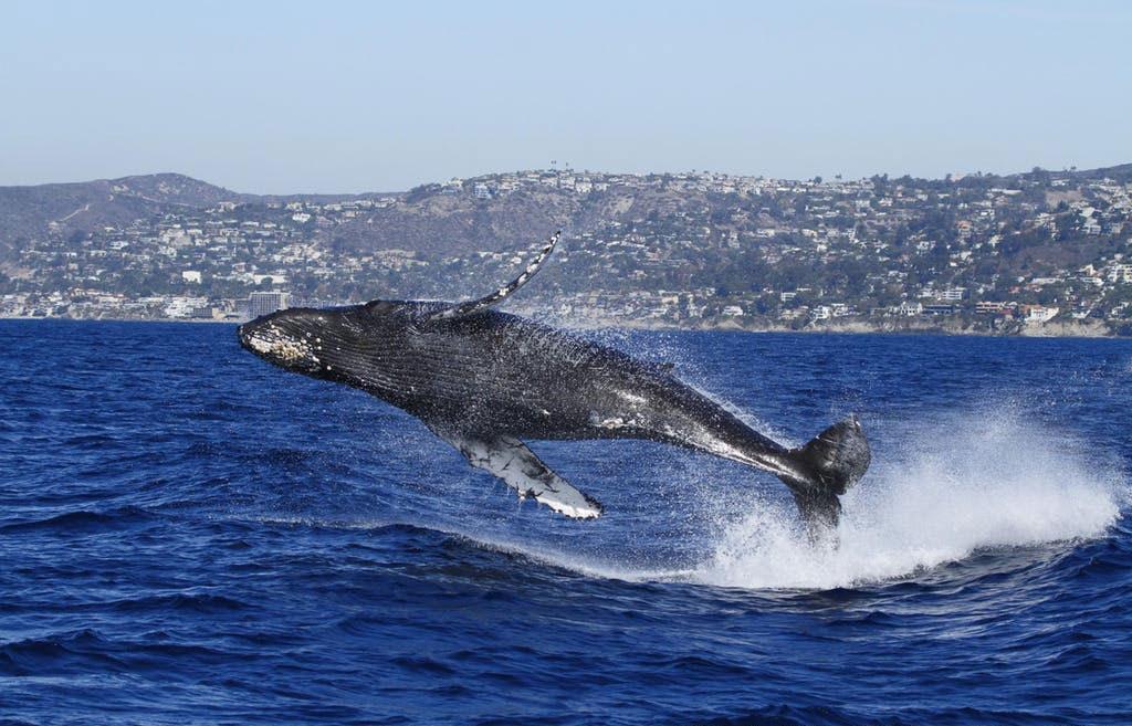 Dana Wharf Sportfishing and Whale Watching 