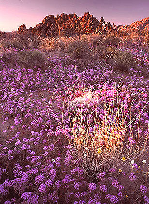 Joshua Tree