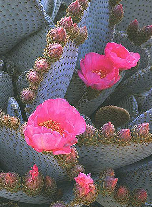 Joshua Tree