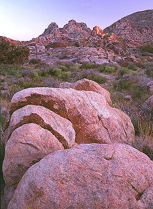 Joshua Tree