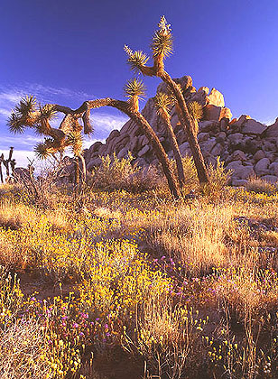 Joshua Tree