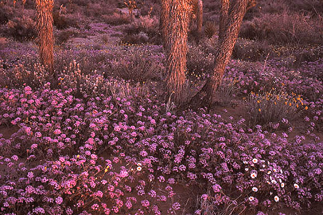 Joshua Tree