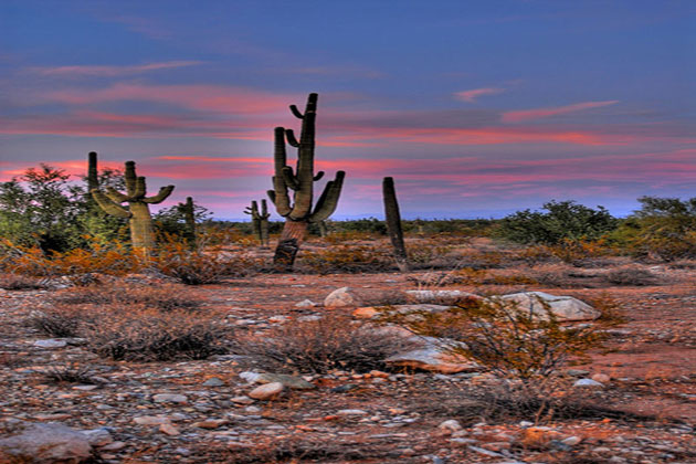 Cactus Sunset