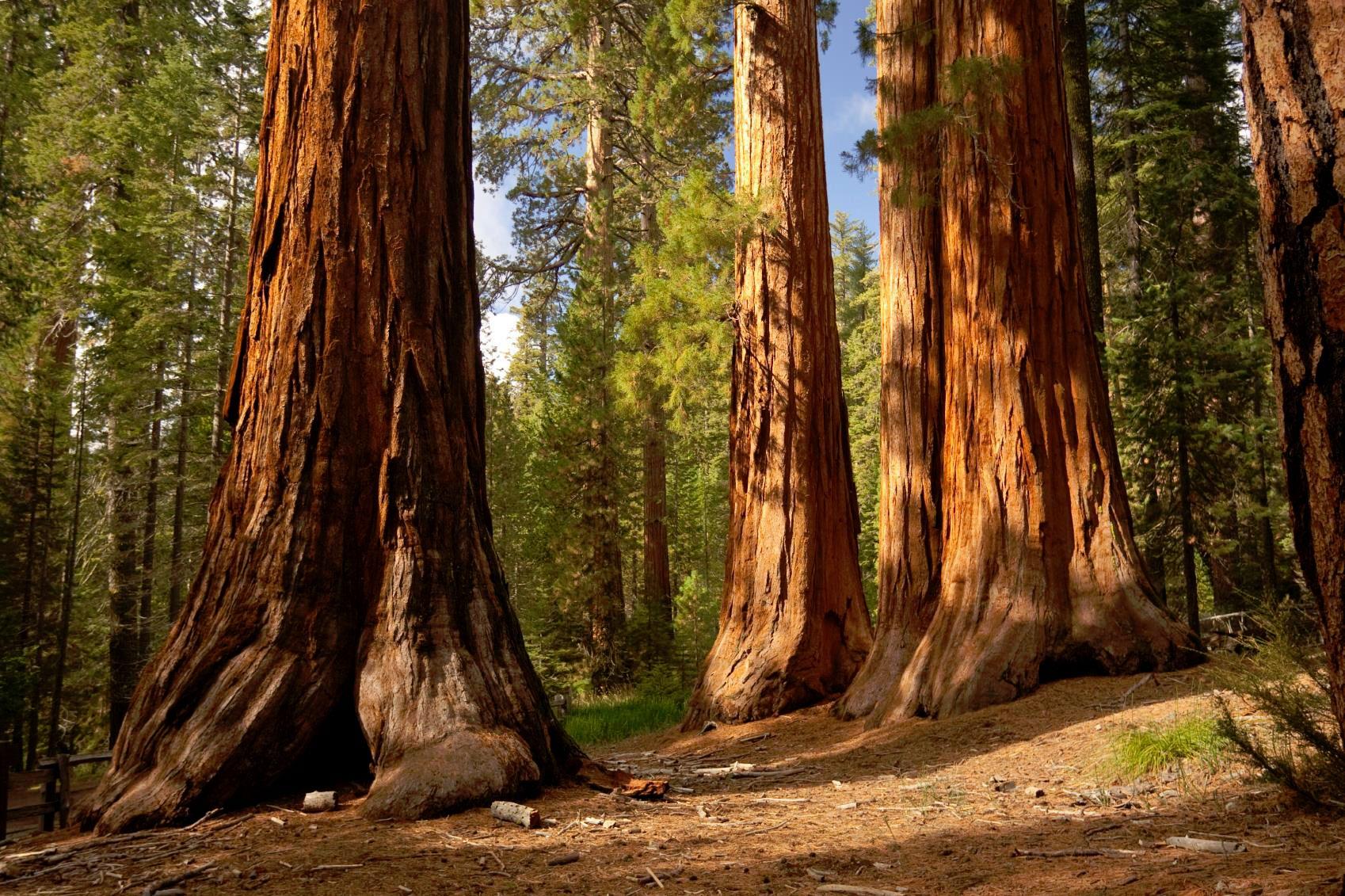 california tourism department Visalia Convention & Visitors Bureau