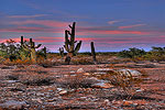 Cactus Sunset