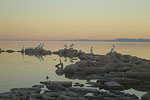 Salton Sea Pelicans