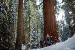 Sequoia in November