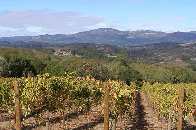 Sonoma Mountain Vineyard