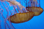 Jellyfish at the Famous Monterey Bay Aquarium