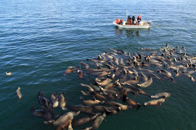 Sea Lion Gathering in Monterey Harbor